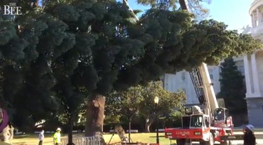 Cal Tree Cal Tree